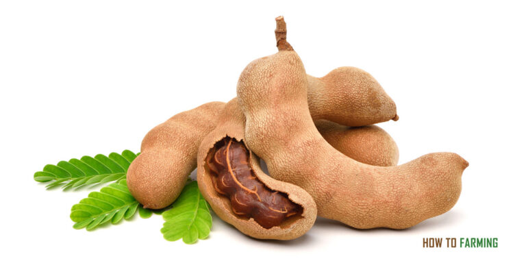 How to Grow Tamarind Tree
