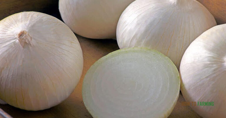 How to Grow White Onions