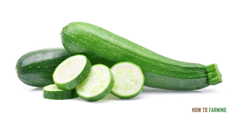 How to Grow Zucchini Indoors