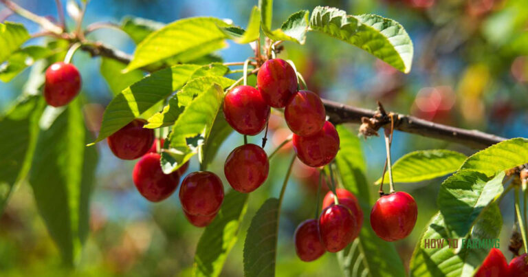 How to Grow a Cherry Tree