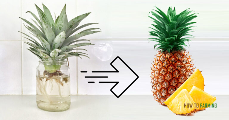 How to Grow a Pineapple from a Pineapple