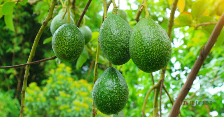 How to Grow an Avocado Tree That Bears Fruit