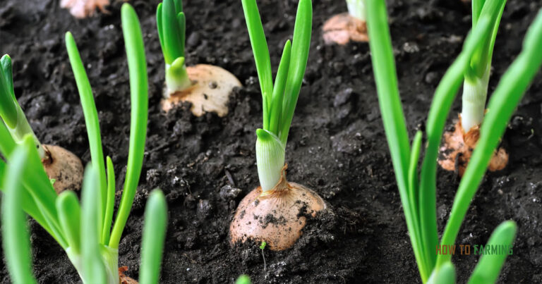 How to Grow an Onion Indoors