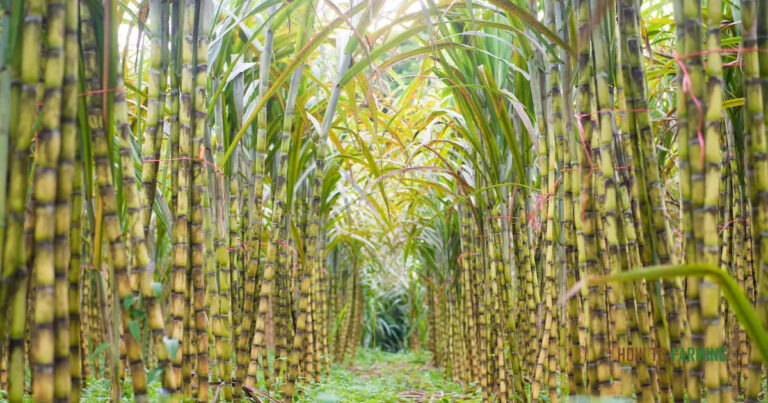 How to Harvest Sugar Cane