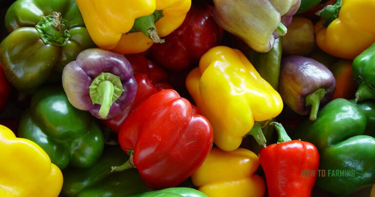 How to Make Bell Peppers Grow Bigger
