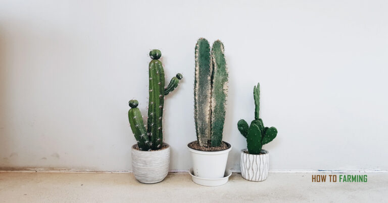 How to Root a Cactus Cutting