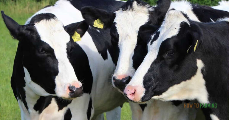 How to Start Dairy Farming in the Netherlands