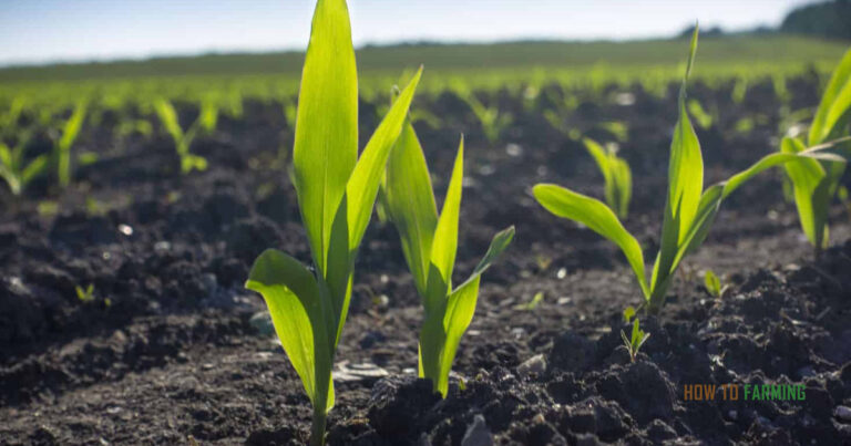 How to Start Farming with No Money