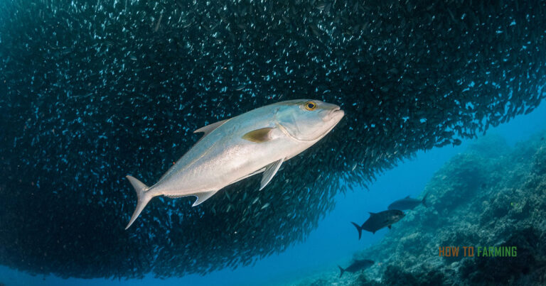 How to Start Fish Farming in Switzerland