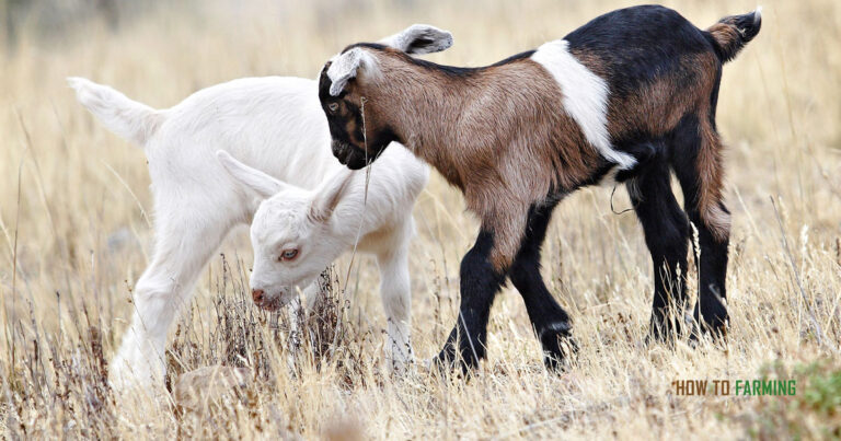 How to Start Goat Farming