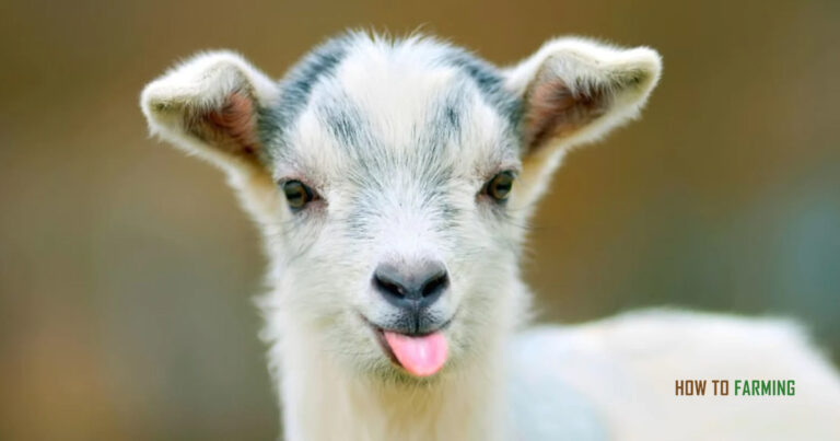 How to Start Goat Farming in South Africa