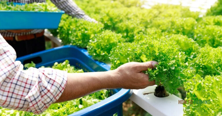 How to Start Hydroponic Farming in Switzerland