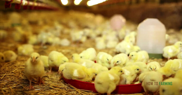 How to Start Poultry Farming from Scratch