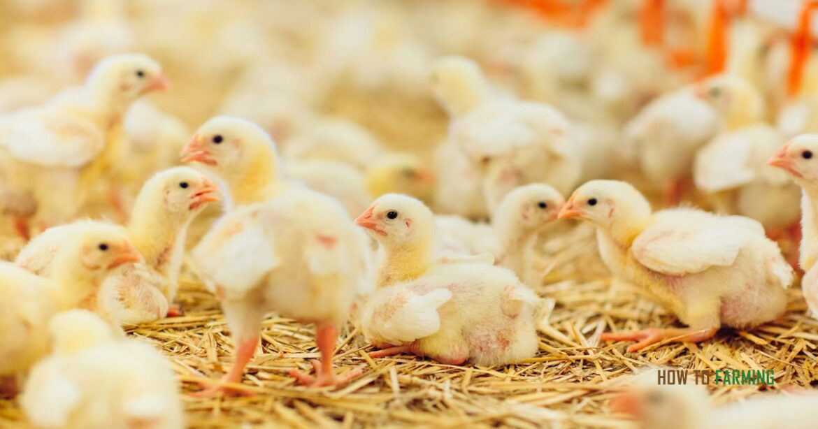 How to Start Poultry Farming in Kenya