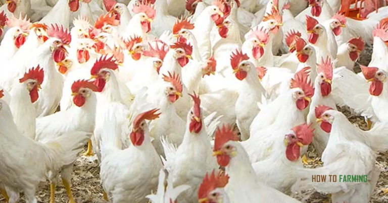 How to Start Poultry Farming in SwitzerlandHow to Start Poultry Farming in Switzerland