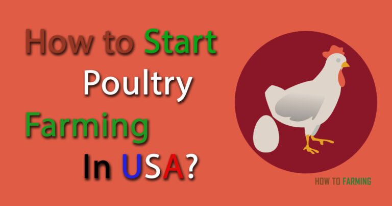 How to Start Poultry Farming in USA