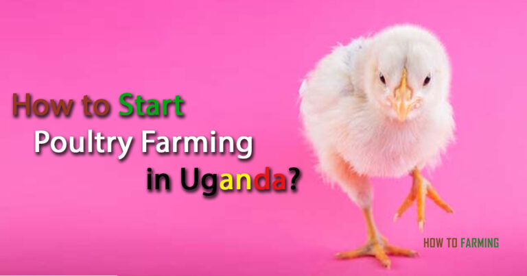 How to Start Poultry Farming in Uganda