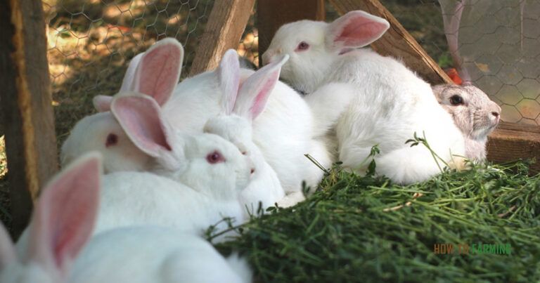 How to Start Rabbit Farming