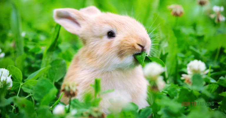How to Start Rabbit Farming in South Africa