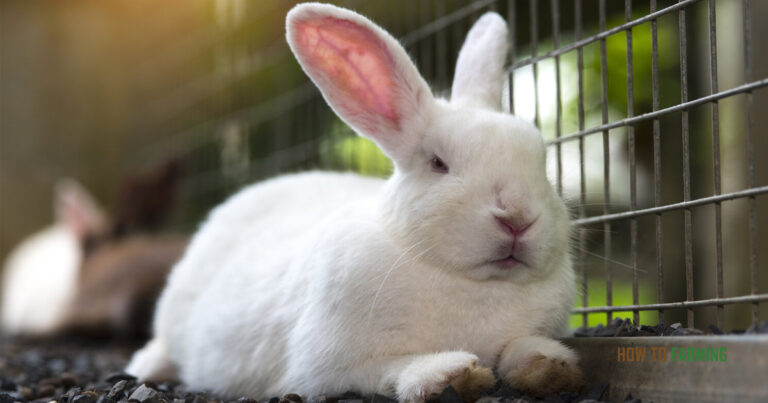 How to Start Rabbit Farming in the Netherlands