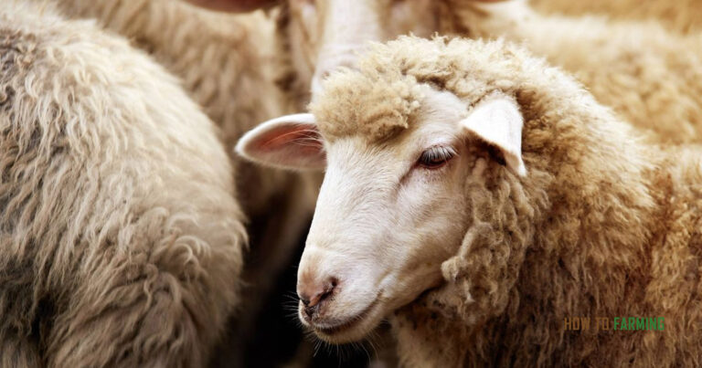 How to Start Sheep Farming