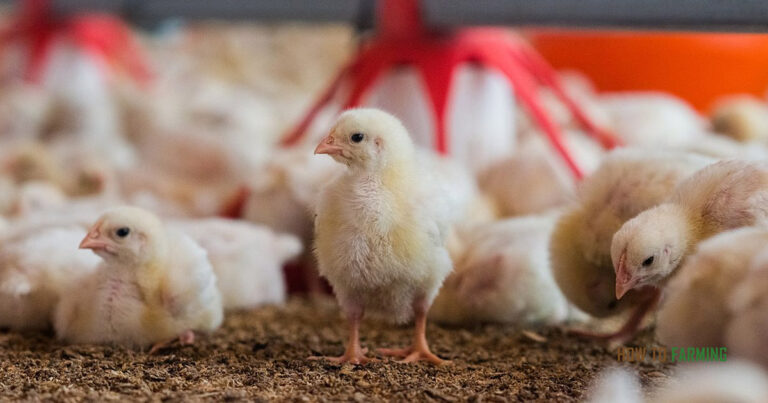 How to Start a Poultry Farm in Nigeria