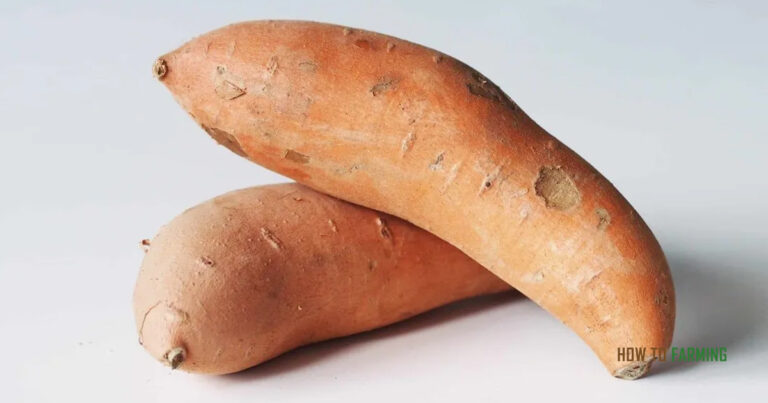 How to Tell if a Sweet Potato is Bad