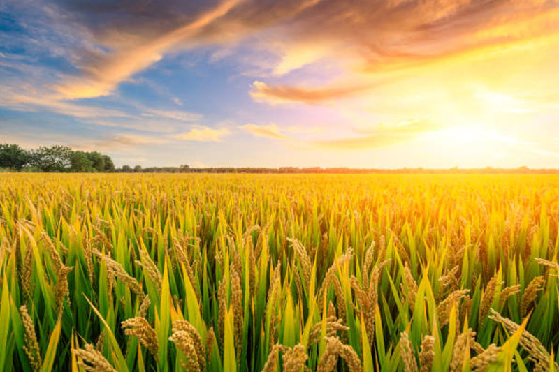 Irrigation & Growing