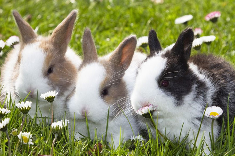 Know The Breeds of Rabbit - to Start Rabbit Farming