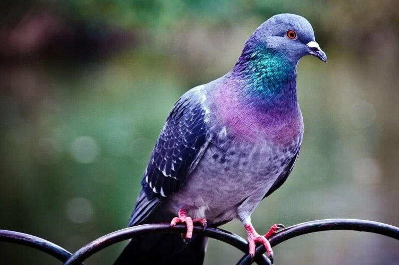 Much Does a Pigeon Cost