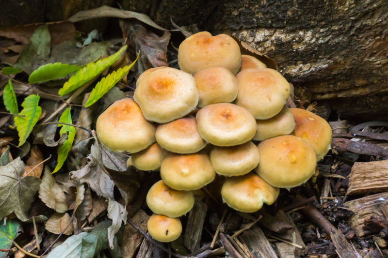 Mushroom Growing in Vegetable Garden