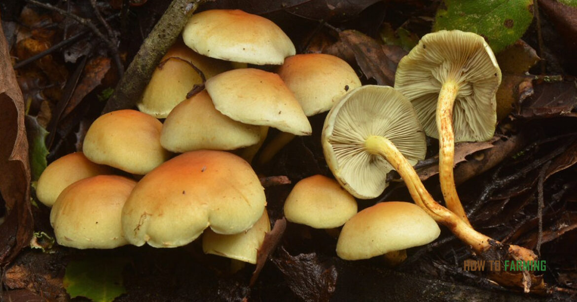 Mushrooms Growing in Vegetable Garden