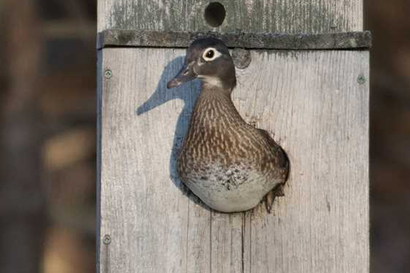 Nesting box