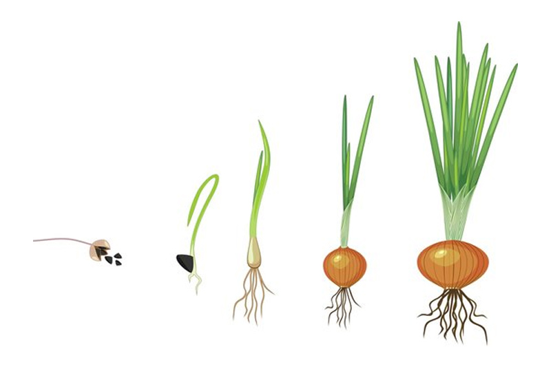 Onions Take to Grow