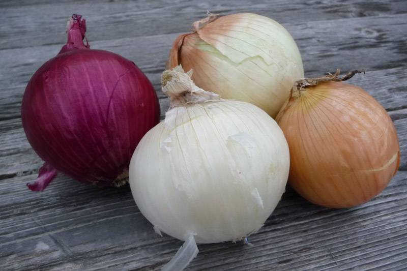 Onions to Grow Bigger