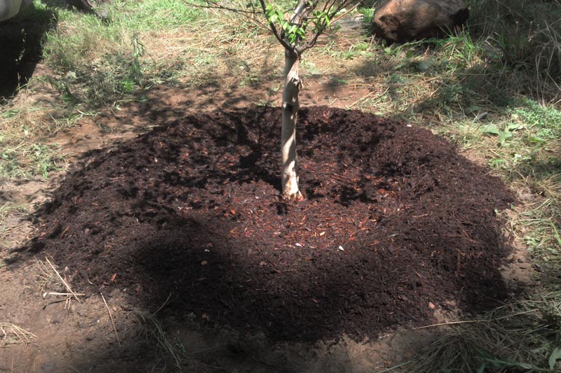 Overwintering - to Grow Apple Trees in Pots