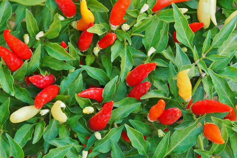Peppers - Vegetables to Grow in Illinois