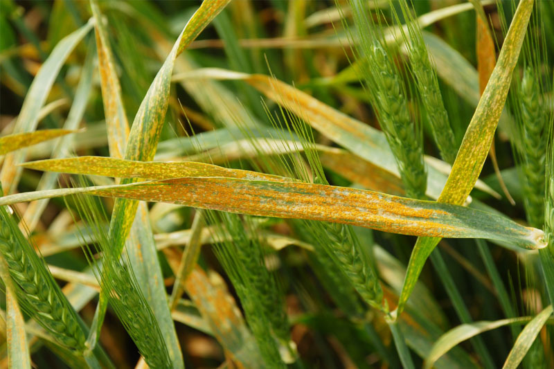 Pests and Disease