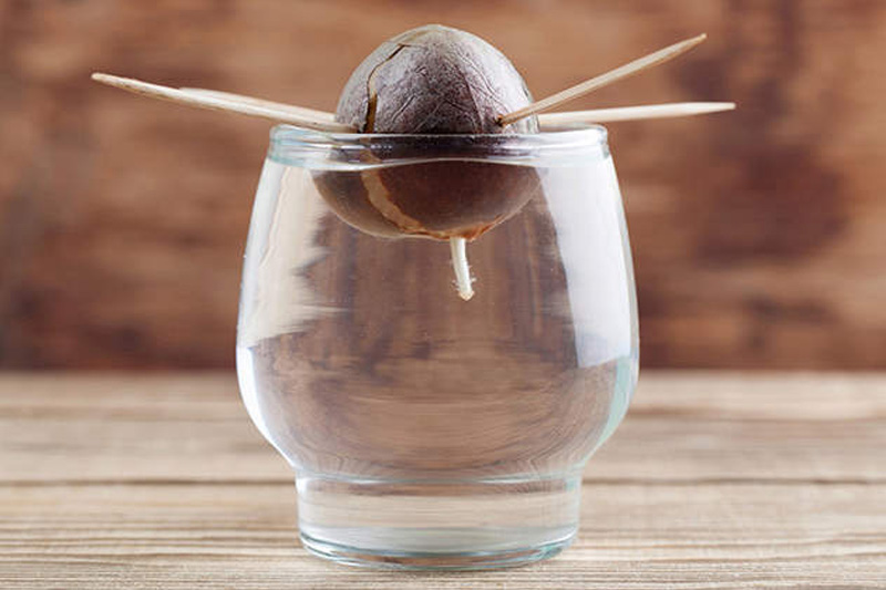 Pierce with four toothpicks