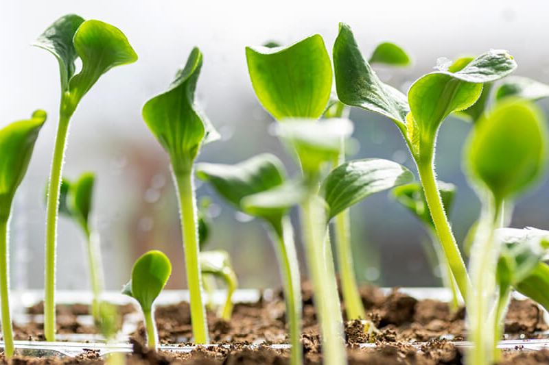 Place the tray in a warm spot - to Grow Peppers from Seeds