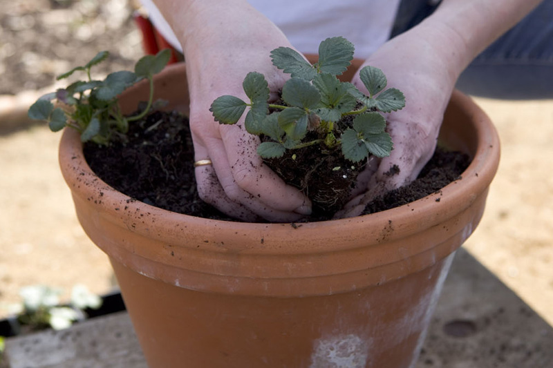 Plant the Strawberries