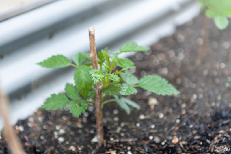 Planting raspberry seeds