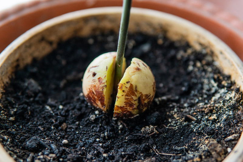 Pot in soil
