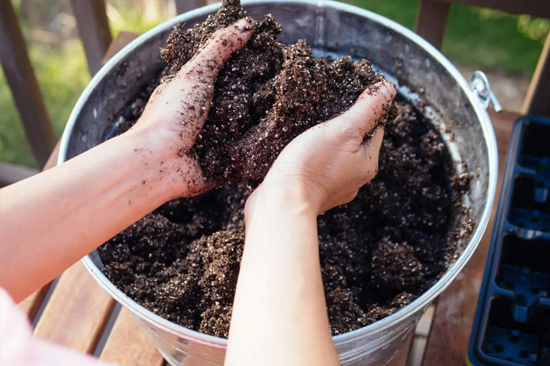 Prepare your potting mix - to Grow Broccoli from Stem