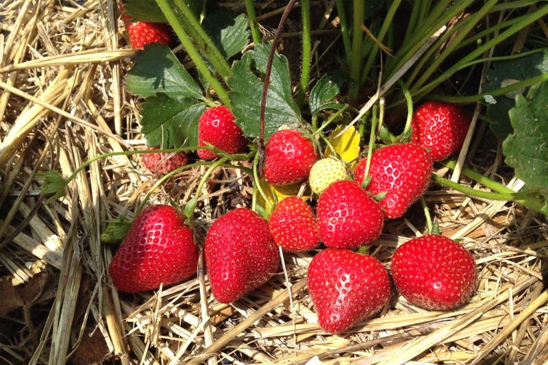 Provide Winter Protection - to Grow Strawberries in Pots