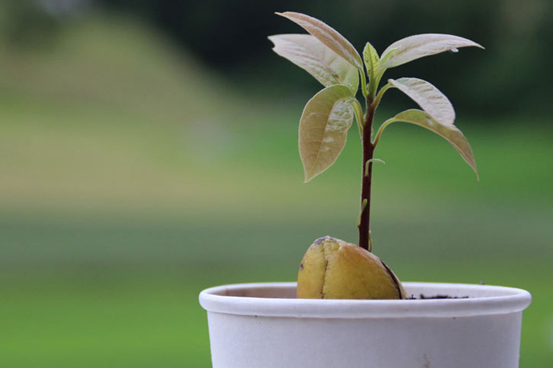 Purchasing Your Sapling - to Grow an Avocado Tree That Bears Fruit