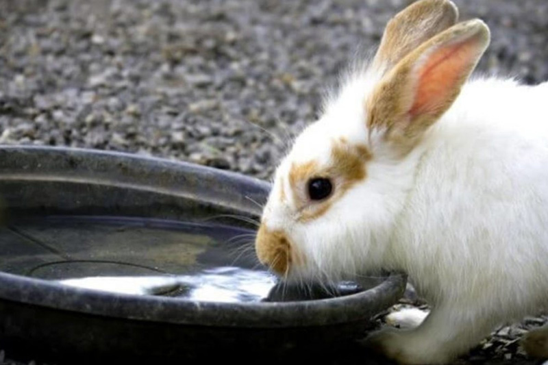 Rabbits Need Fresh Water Daily