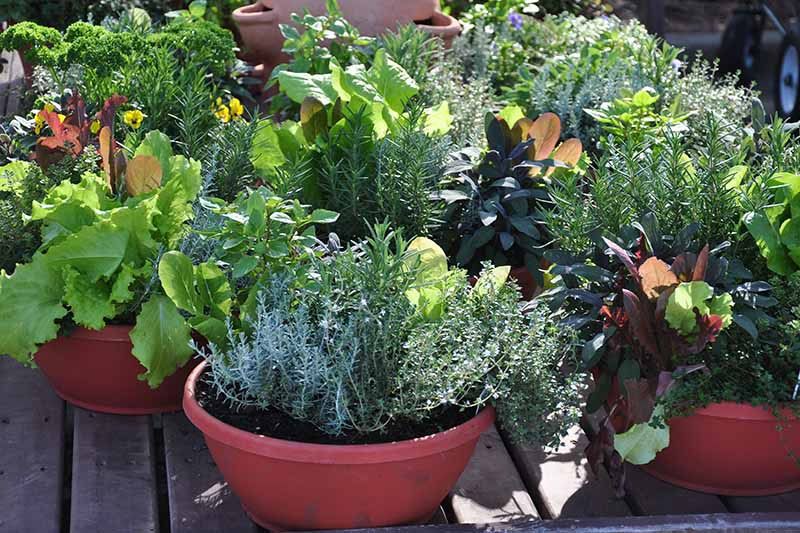 Resin Pots Safe for Growing Vegetables