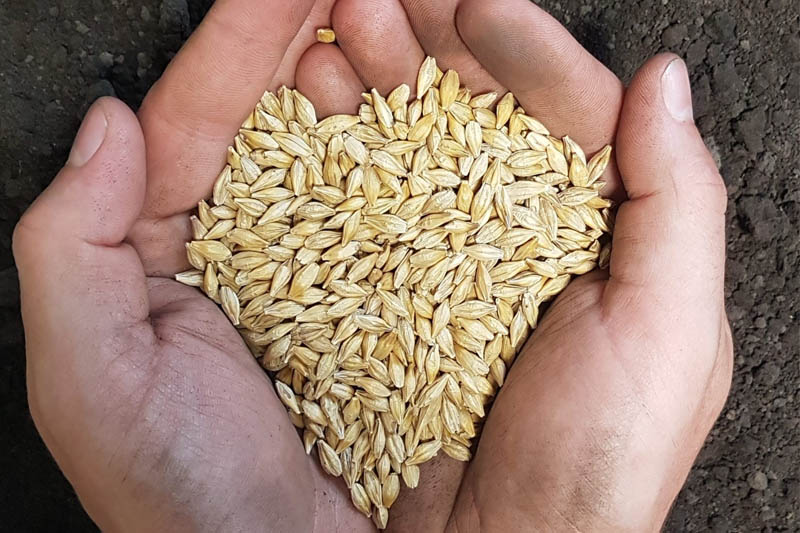 Selecting Seed