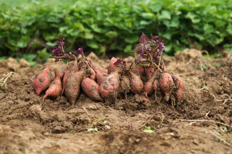 Best Soil For Sweet Potatoes How to Farming